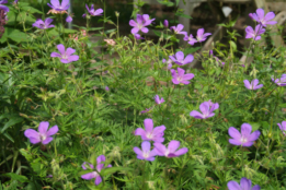 Geranium 'Nimbus' bestellen